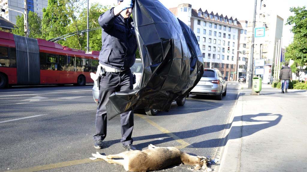 Őzet gázolt egy autó Józsefvárosban