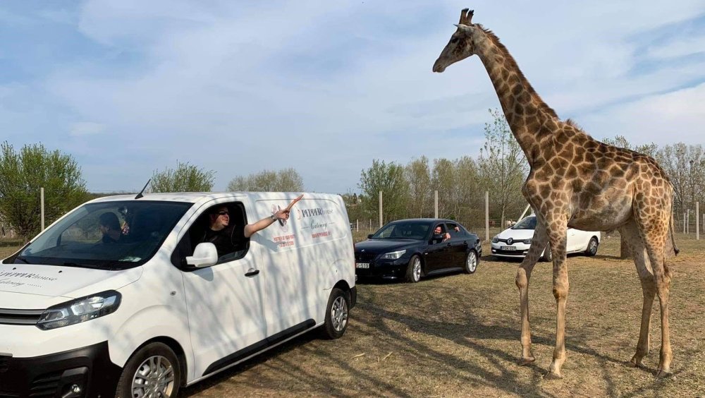 Az agglomerációban nyílik Magyarország első szafari parkja