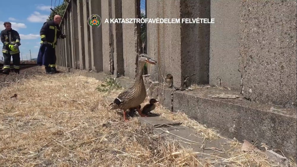 Videó a kacsacsalád mentéséről, akik miatt nem járt a kettes metró