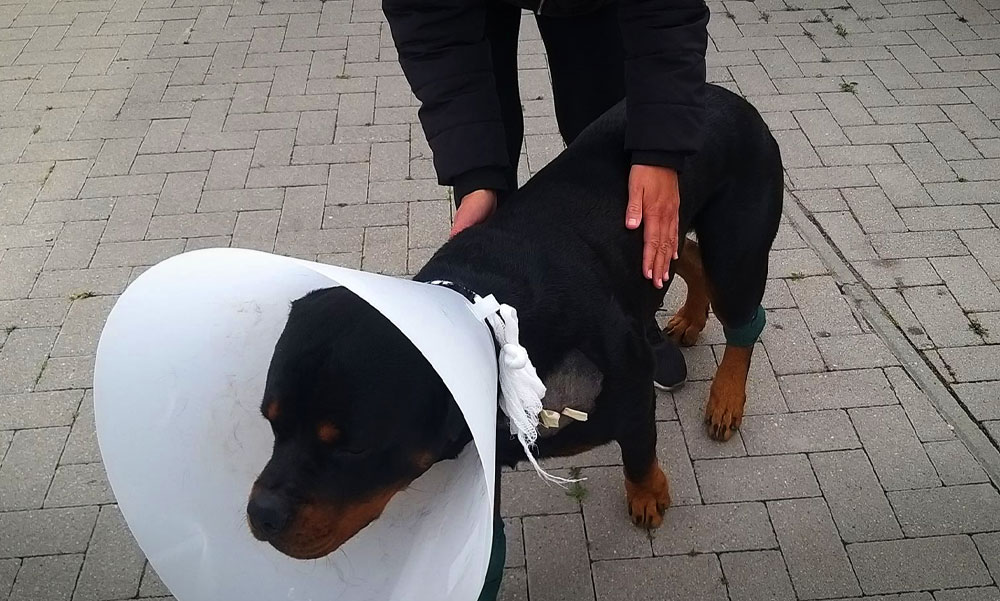 Vaddisznó támadás Szentendrén! A kutya megvédte a gazdáját, de csúnyán megsérült