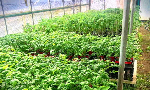 Jótékony palántázás Érden, egy jó ötlettel sokan jártak jól