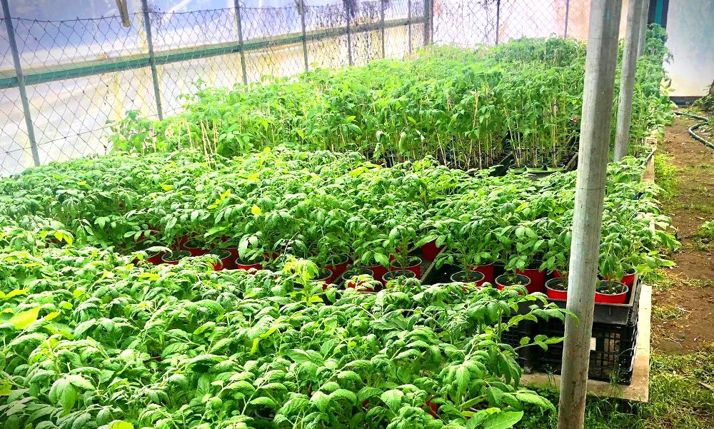 Jótékony palántázás Érden, egy jó ötlettel sokan jártak jól