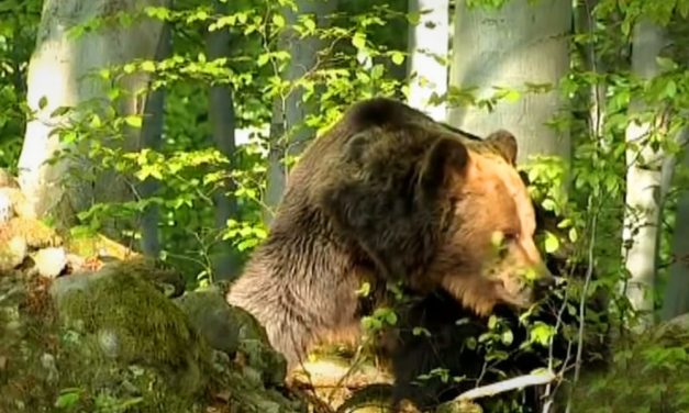 Pásztorokat támadt meg egy medve, az egyik férfi meghalt, a másik életveszélyesen megsérült, az állat még az ujjait is leharapta