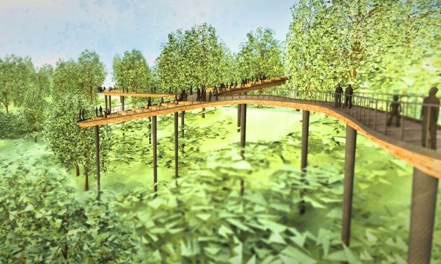 Ilyet még nem láttál Budapesten! Lombkoronasétány lehet a Normafánál