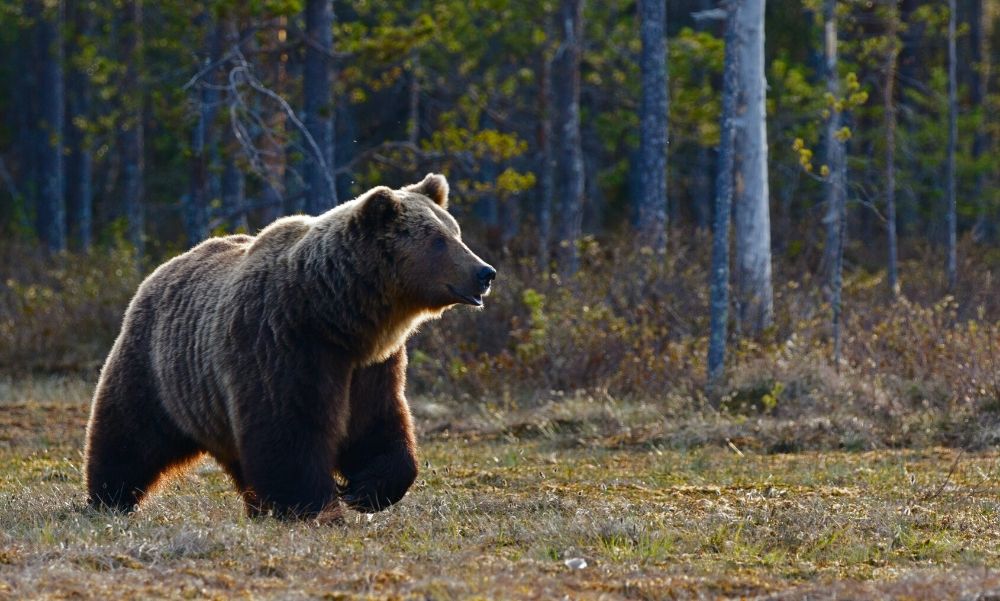 Rémtörténetek a Veresegyházi Medveotthonból: állítólag áldatlan állapotok uralkodnak