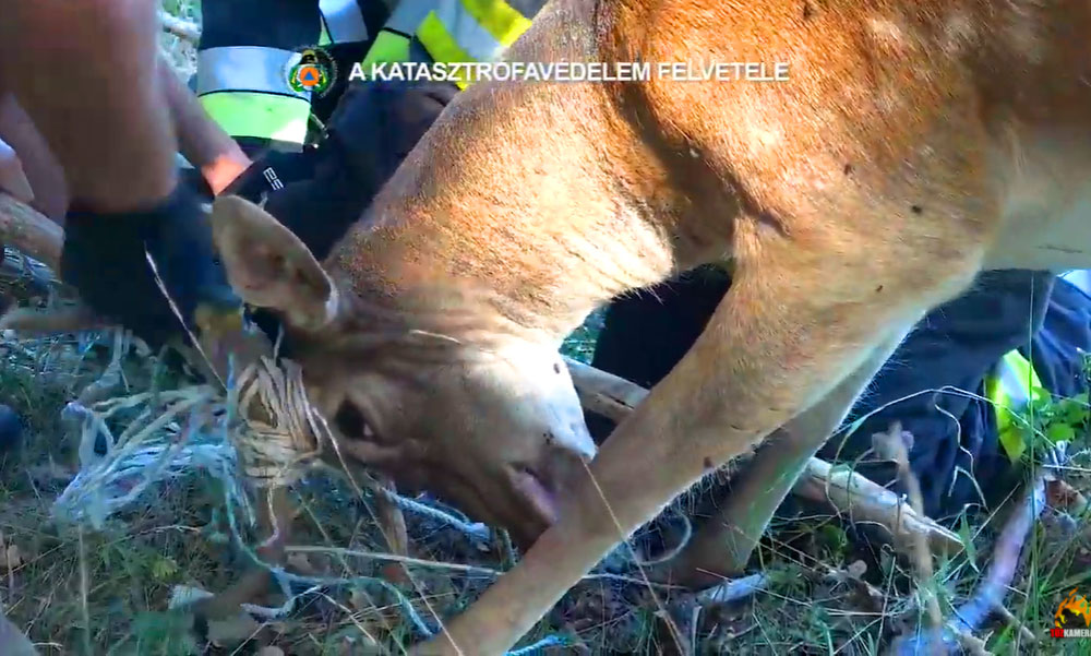 Hálóba tekeredett dámvadat mentettek a tűzoltók Budakeszi és Telki között – VIDEÓ