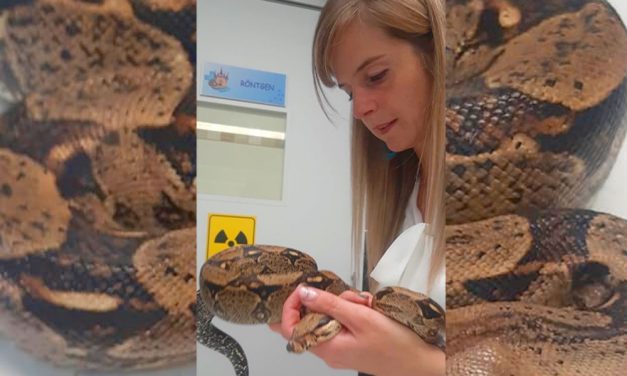 Óriáskígyót találtak Dunaharasztiban, a boa hetek óta kóborolhatott az utcán