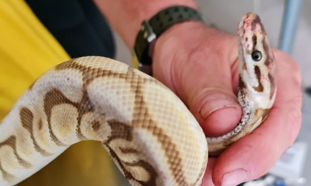 Királypitont találtak egy belvárosi építkezésen, az állatmentők is meglepődtek