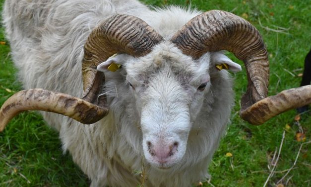 A kostámadásban elhunyt asszony férjének az életéért még mindig küzdenek az orvosok