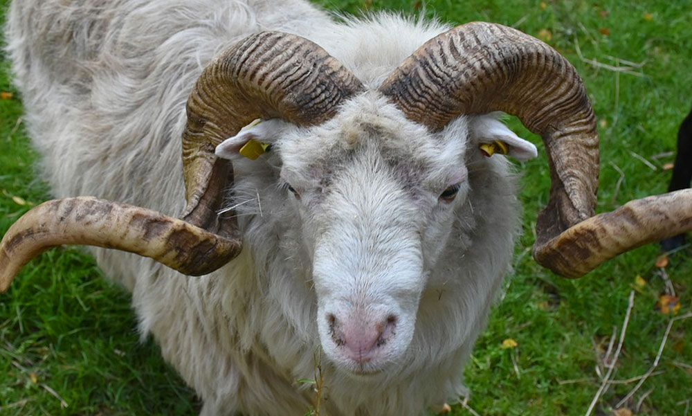 A kostámadásban elhunyt asszony férjének az életéért még mindig küzdenek az orvosok