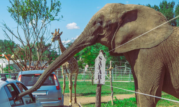 Megszűnik a Szadai Szafari Park, az önkormányzat nem akart nekik segíteni