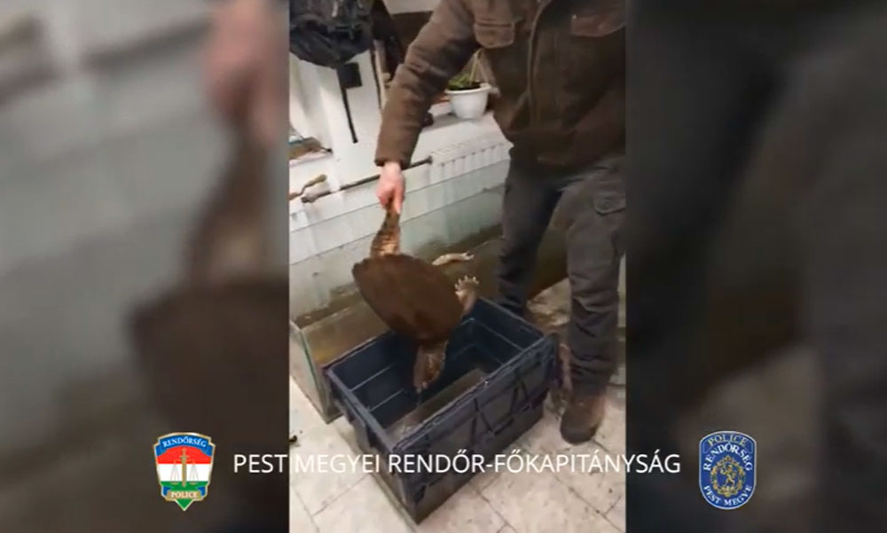 Drogot kerestek a rendőrök de engedély nélkül tartott kígyót, aligátorteknőst és krokodilt is találtak a dunaharaszti háznál