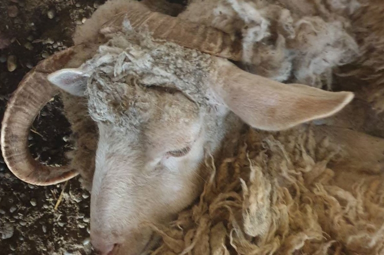 Sokkoló fotók: brutális, könyörtelen körülmények között tartották ezeket az állatokat Gödöllőn