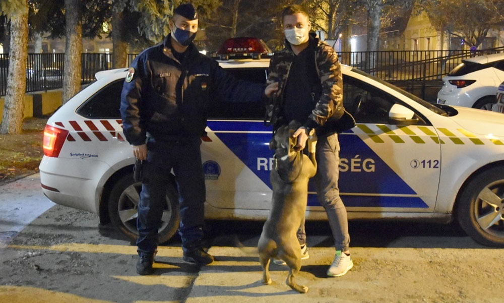 300 ezer forintos kutyát loptak el Gödön, berakták egy furgonba és elhajtottak vele, harci kutyát akartak belőle nevelni