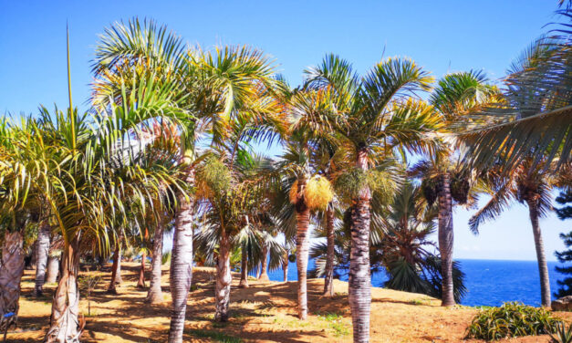 Elfogták az újbudai késelőt! A Kanári-szigetekig menekült az a férfi, aki aki italozás közben szíven szúrta társát
