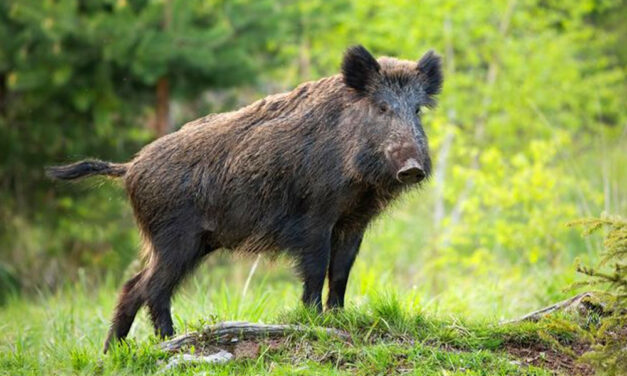 Vaddisznótámadás Pomázon, terített asztal az agglomeráció a veszélyes állatoknak