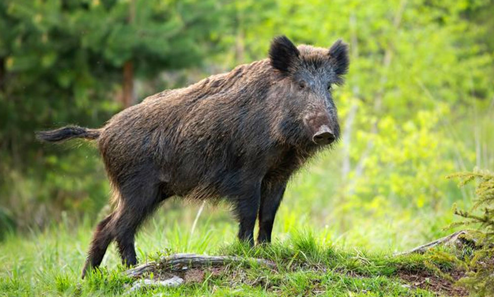 Kilőtték a margitszigeti vaddisznót, a szakértő elmondta, lehetett volna-e mást tenni ebben az esetben