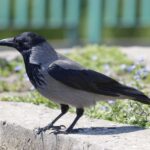 Varjútámadás Budapesten: lezárták a Ferenc teret a 9. kerületben