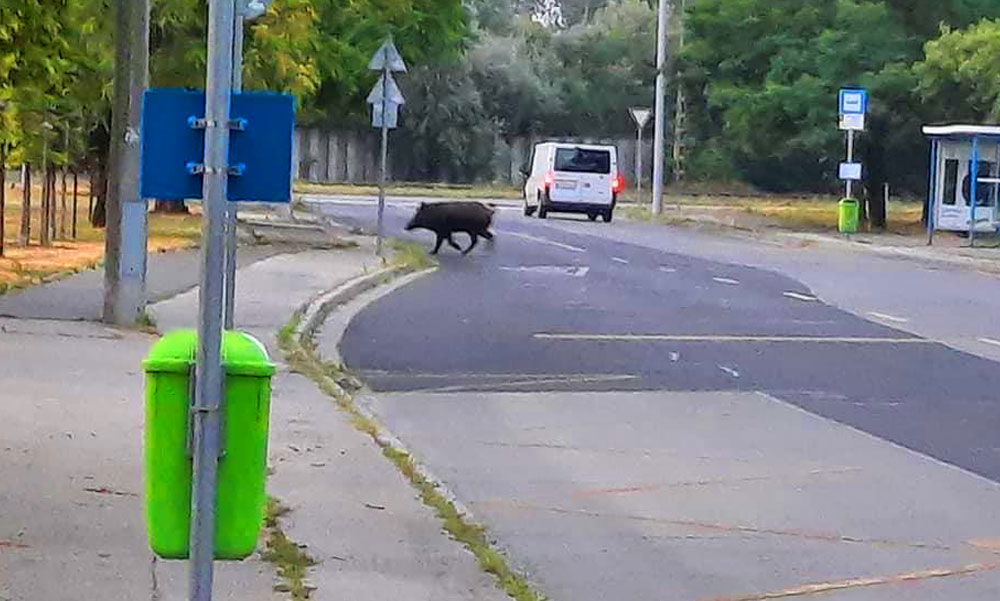 Vaddisznó szaladgált szerda reggel az újpesti utcákon, mit tegyünk ha összefutunk egy vadkannal?