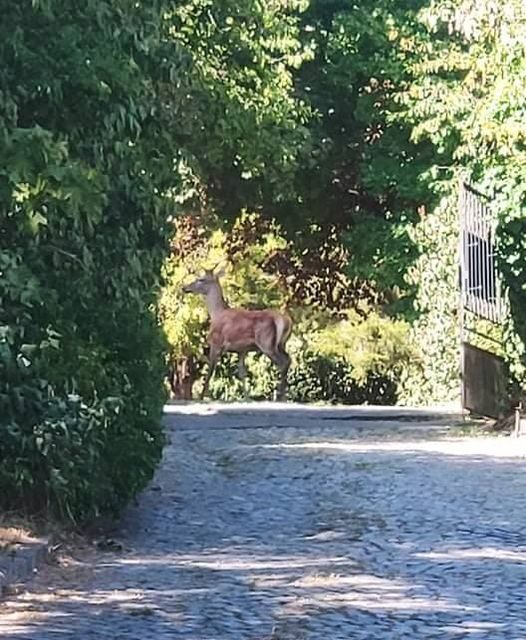 Veszélyben lehetnek a kirándulók: Fokozott óvatosságot kér az önkormányzat, miután tegnap este egy nagyvad tévedt a Gellért-hegyre