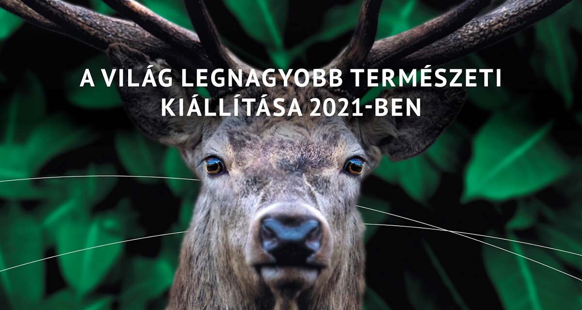 Vadászati kiállítás, macskák hete, szüreti programok, Beethoven, Majka és Halász Judit, tök és lecsó, séta és vizes gála, társasjáték – ennyi jó szombati programból mindenkinek jut