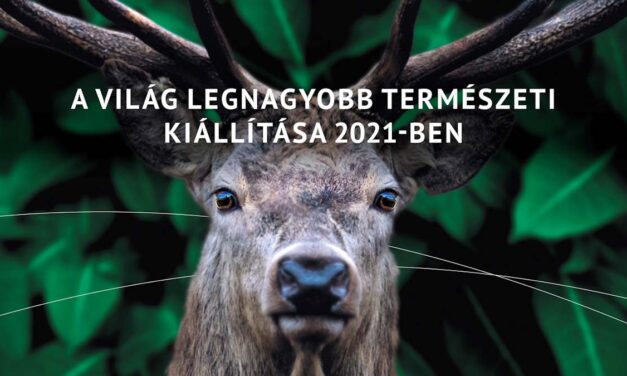 Vadászati kiállítás, macskák hete, szüreti programok, Beethoven, Majka és Halász Judit, tök és lecsó, séta és vizes gála, társasjáték – ennyi jó szombati programból mindenkinek jut