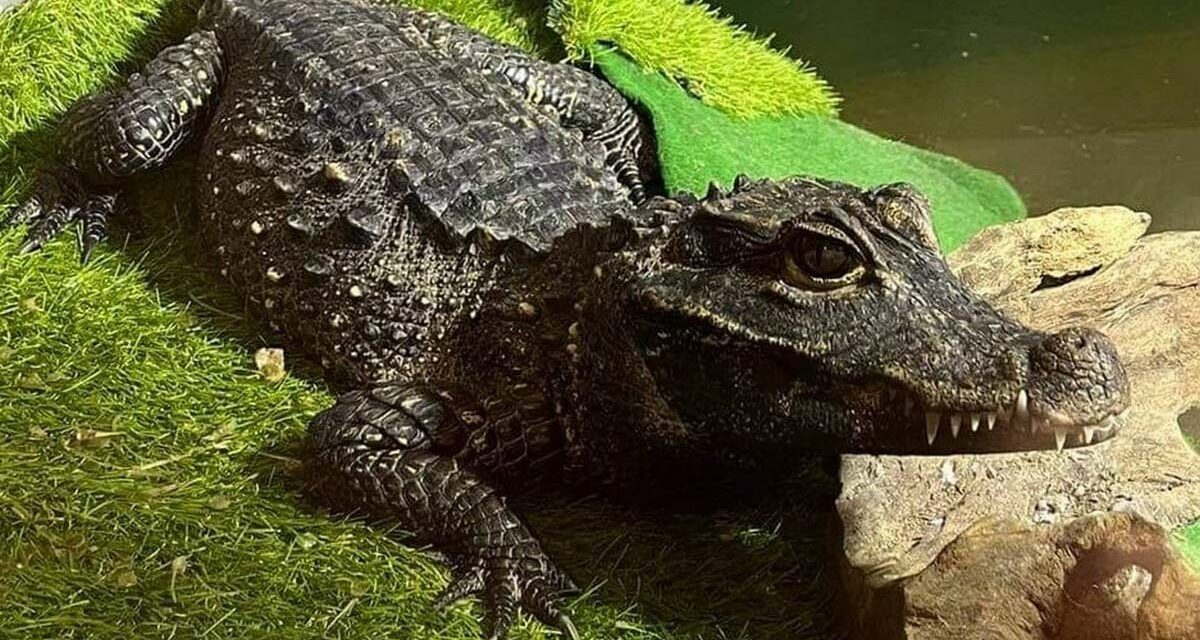 Halak és hüllők, élményagyagozás, anyaszárnyaló és kardioösvény délelőttre, zeneszerda a Kispipában, Csárdáskirálynő Vecsésen – hogy a szerda is kellemesen teljen