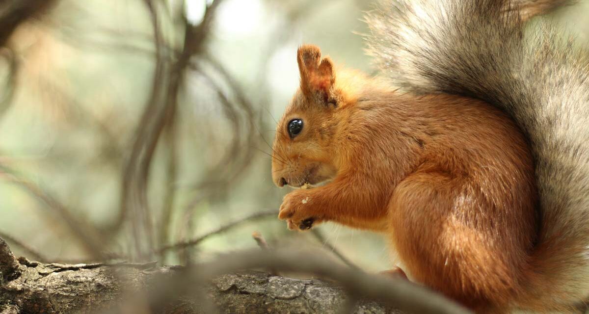 Arborétum Gödöllőn és Budakeszin, füvészkert Visegrádon, este koncert a MÜPÁban – felemelő programok november elsején