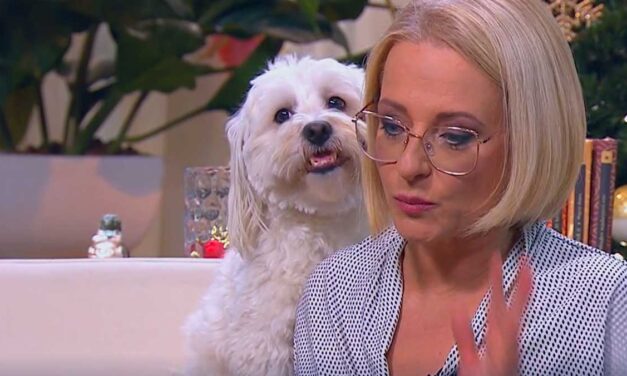 Nem vicc! Meghágta egy kutya Marsi Anikót a TV2 élő adásában