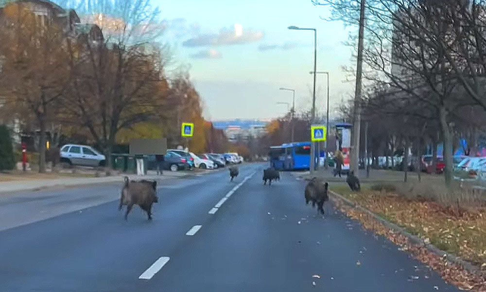 Ilyet még nem láttál! Vaddisznó konda rohangál Gazdagréten a panelek között – Videó!