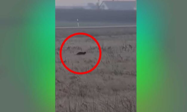 „Öcsém, ez nem macska” – Friss videó készült a fekete párducról, most Eger környékén tűnt fel, de hogyan ment át két autópályán?