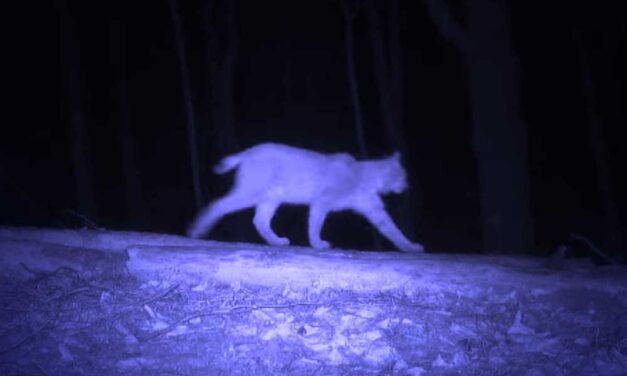 Újra felbukkant a börzsönyi hiúz, videót is készítettek róla – ezt mondta a visszatelepülő vadállatokról a környéken induló képviselőjelölt