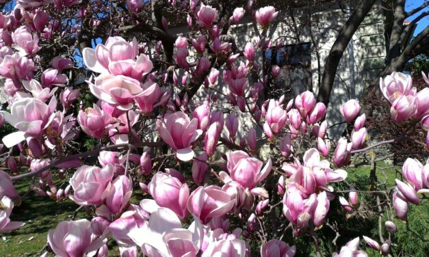 Magnóliavirágzás Mátyásföldön, óriások a Füvészkertben, Gardenexpo, Operaséta, Budapesti Tavaszi Vásár, libanyak Erzsébetvárosban, töltött káposzta Érden, Étterem Hét és még sok jó program vasárnapra