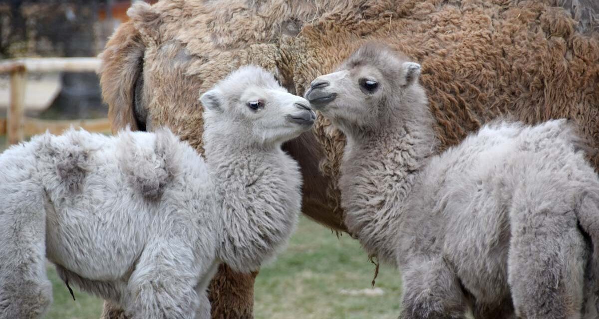 Autós Safari Park Nagykőrösön, muffin workshop gyerekeknek, Octovoice koncert a MOKultban Radics Gigivel, Dali a Várkert moziban, kortárs művészet az Andrássy úton – keddi programajánló