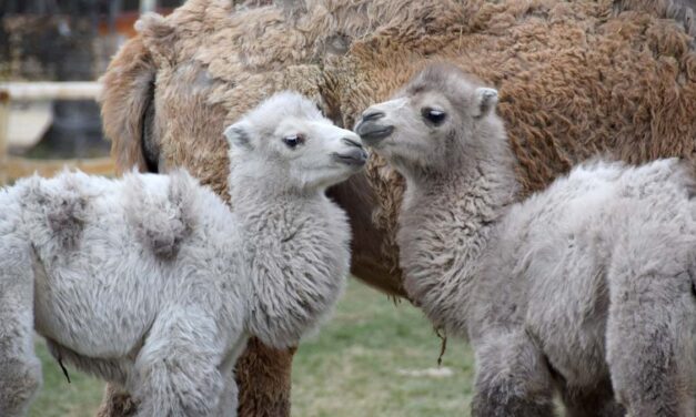 Autós Safari Park Nagykőrösön, muffin workshop gyerekeknek, Octovoice koncert a MOKultban Radics Gigivel, Dali a Várkert moziban, kortárs művészet az Andrássy úton – keddi programajánló