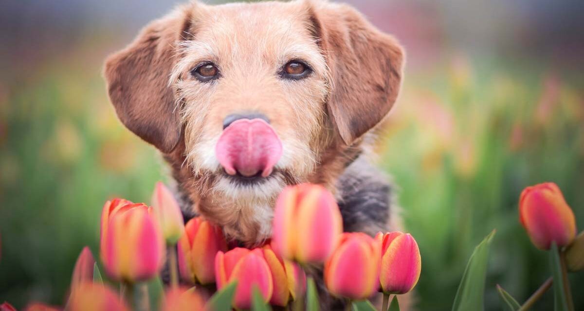 Tavaszi szüneti programok: tulipános kertek, Kresztergom Park, Veresegyházi Medveotthon, Tűzoltóskanzen, kisvasutak, tanösvények, Álmok álmodói, hadihajók, papírnyúl és sok más