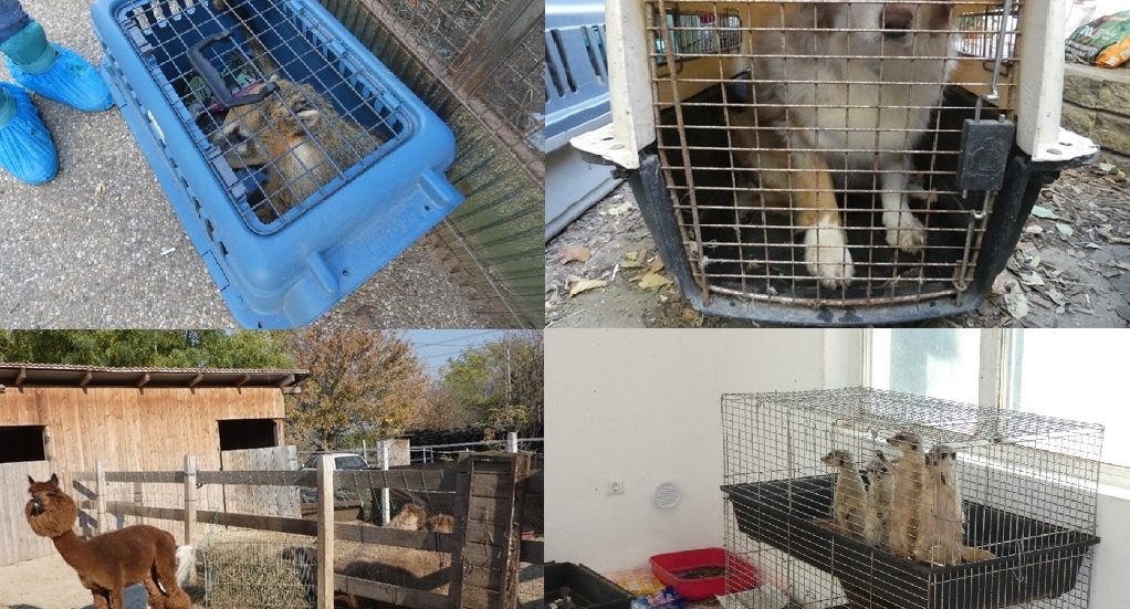 Több mint 100 állatot tartott egy házaspár a gödi házukban: volt ott disznó, 80 kutya, macskák, szurikáta és egy teve is