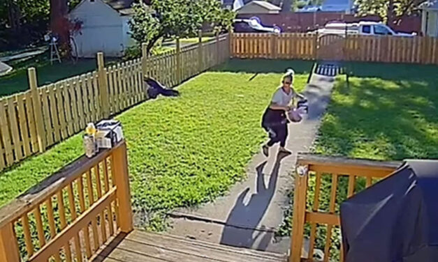 Gyerekekre támadtak a varjak az újpalotai óvodában, mindenki menekült, amerre tudott