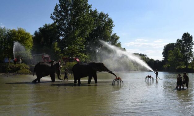 Duna-Part Feszt Ráckevén, Safari Park Nagykőrösön, Forma 1 a Hungaroringen, Nyári MondoCon, állati séta, kikötőkoncert, beevezés, BBQ party, koncertek, éjjel futóverseny és Strandok Éjszakája és sok más remek program a nyári hétvégére