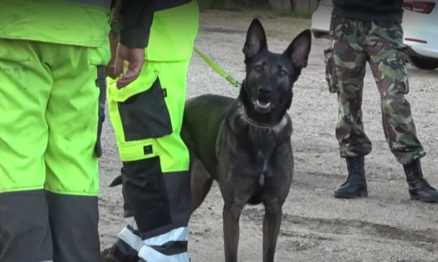 Egy hónapja nem találják a 49 éves eltűnt Pest megyei asszonyt, a rendőrök azonban nem adták fel a kutatást