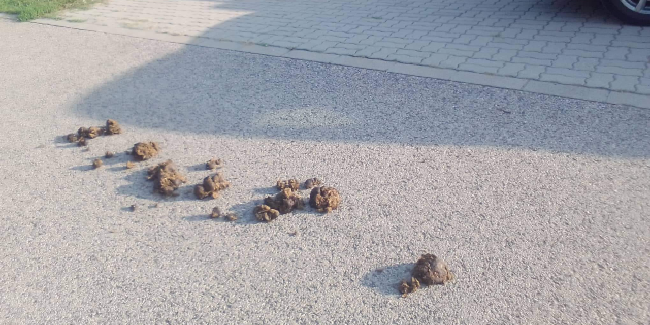 „Remélem visszajössz egy lapáttal”- lóürülékkel lett teli egy dunakeszi utca, nagyon kiakadt az ott élő lakó