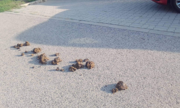 „Remélem visszajössz egy lapáttal”- lóürülékkel lett teli egy dunakeszi utca, nagyon kiakadt az ott élő lakó