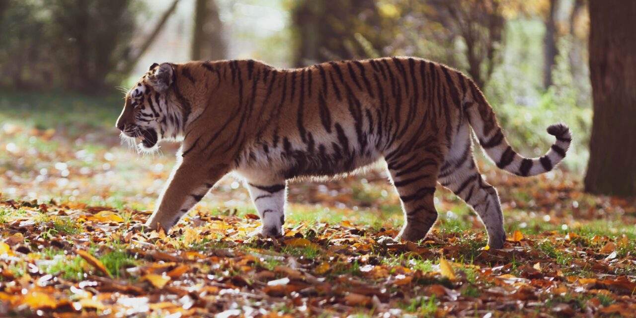 Tigris támadott meg egy embert egy magánállatkertben, a mentők azonnal a helyszínre siettek