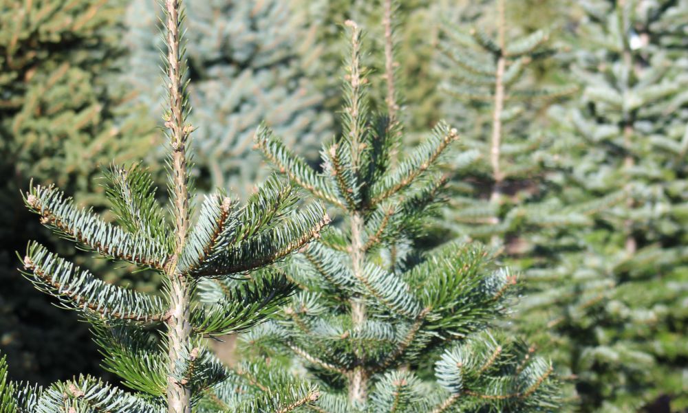 Fillérekért lehet majd fenyőfához jutni az 5. kerületben: több helyszínen is elképesztően kedvezményes áron kínálják majd az ünnep nélkülözhetetlen kellékét
