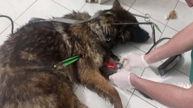 „A feje imbolygott, remegett, majd álló helyében eldőlt” – Infúzióra került egy újabb kutya a Margitszigeti séta után, csoda hogy túlélte a mérgezést