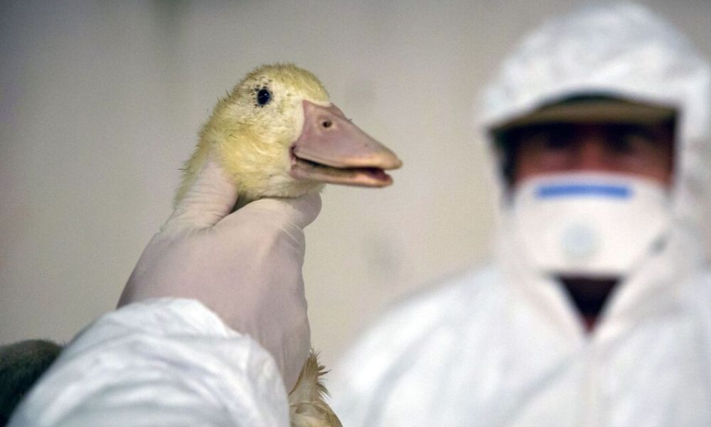 Felütötte a fejét a madárinfluenza Budapesten is, több ezer esetről számoltak be Békés vármegyében