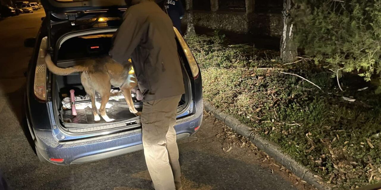 Éppen egy vásárlóval bizniszelt a budapesti díler, amikor rajtaütöttek a zsaruk: még a pénz is a kezében volt, amikor kattant a bilincs – videó