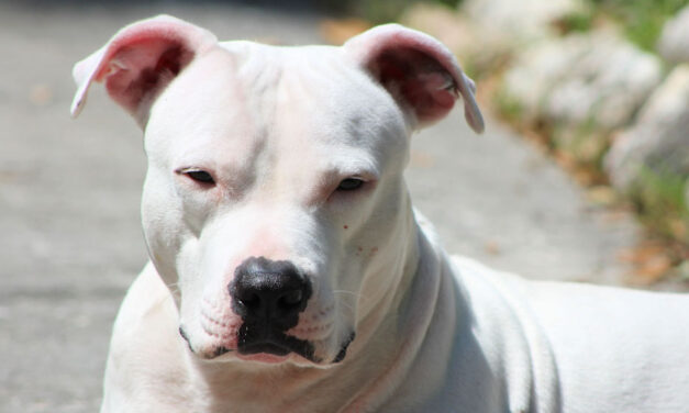 Félelem és reszketés Zuglóban: kutyatámadástól tartanak egy panelházban