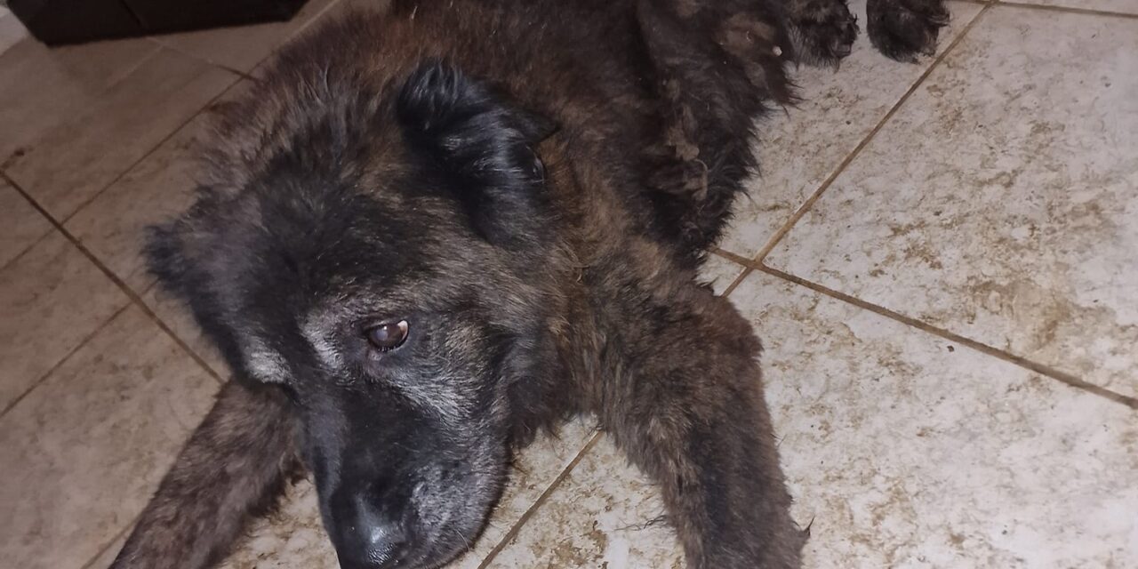 Mumifikálódott állattetemek találtak egy Pest vármegyei horrortanyán