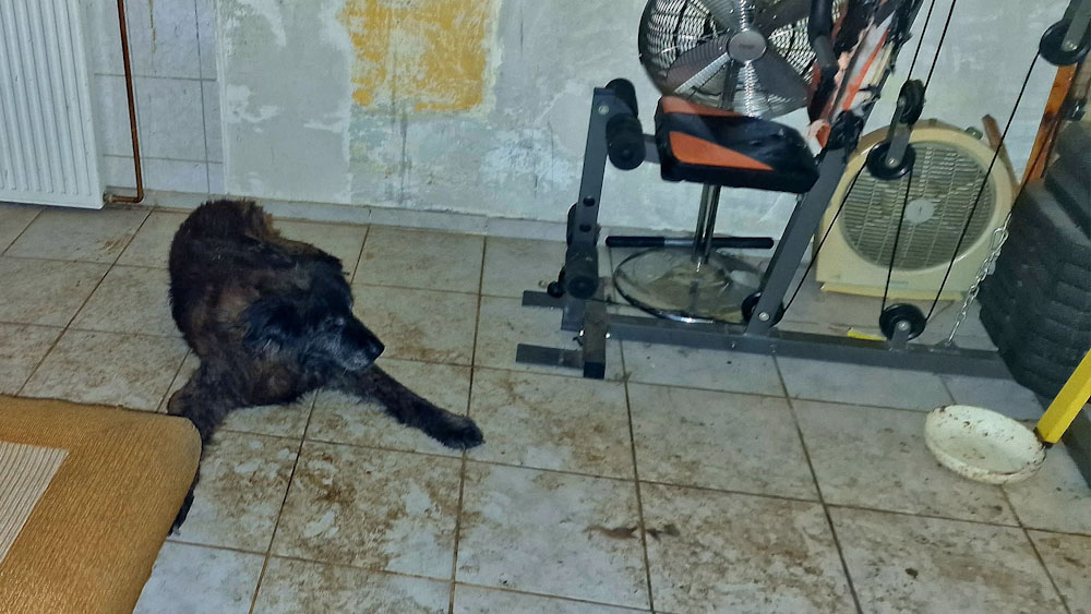 Döbbenetes körülmények közt tartottak egy haldokló, rákos kutyát az újbudai pincében, állatvédők mentették ki